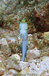 jawfish; took a long time to come out by Michael Foulds 